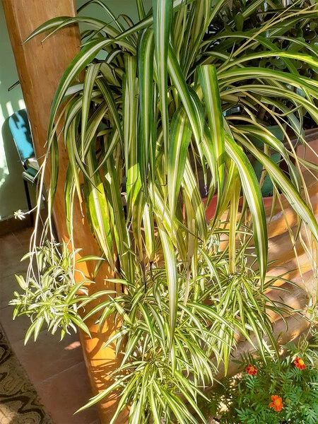Asparagales Chlorophytum Comosum Variegatum 1